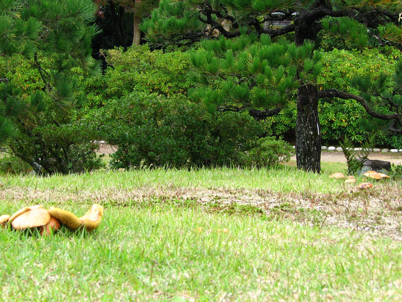 forbidden island at the centre - mushroom mushroom.JPG